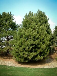 Сосна Чёрная (Pinus Nigra) купить по цене от 270.00р. в интернет-магазине «Посадика» с доставкой почтой в в Выксае и по всей России – [изображение №1].