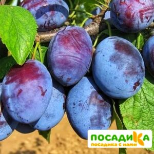 Слива Чачакская ранняя купить по цене от 229.00р. в интернет-магазине «Посадика» с доставкой почтой в в Выксае и по всей России – [изображение №1].