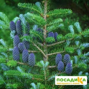 Пихта корейская (Abies koreana) купить по цене от 450.00р. в интернет-магазине «Посадика» с доставкой почтой в в Выксае и по всей России – [изображение №1].