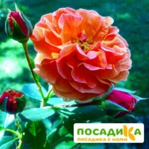 Роза Арабия купить по цене от 350.00р. в интернет-магазине «Посадика» с доставкой почтой в в Выксае и по всей России – [изображение №1].