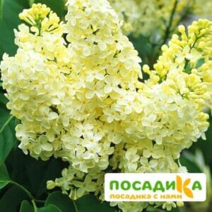 Сирень Примроуз (Primrose) купить по цене от 529.00р. в интернет-магазине «Посадика» с доставкой почтой в в Выксае и по всей России – [изображение №1].