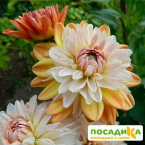Георгина Коуп де Солейл (декоративная) купить по цене от 400р. в интернет-магазине «Посадика» с доставкой почтой в в Выксае и по всей России – [изображение №1].