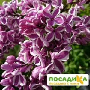 Сирень Сенсация купить по цене от 529.00р. в интернет-магазине «Посадика» с доставкой почтой в в Выксае и по всей России – [изображение №1].