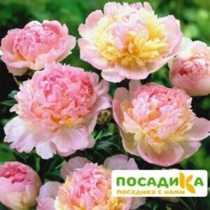 Пион Распберри Сандей (Paeonia Raspberry Sundae) купить по цене от 959р. в интернет-магазине «Посадика» с доставкой почтой в в Выксае и по всей России – [изображение №1].