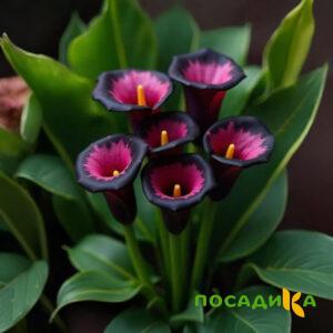 Калла Аура Лейс купить по цене от 400р. в интернет-магазине «Посадика» с доставкой почтой в в Выксае и по всей России – [изображение №1].