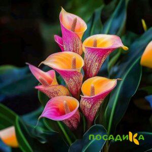 Калла Оникс купить по цене от 450р. в интернет-магазине «Посадика» с доставкой почтой в в Выксае и по всей России – [изображение №1].