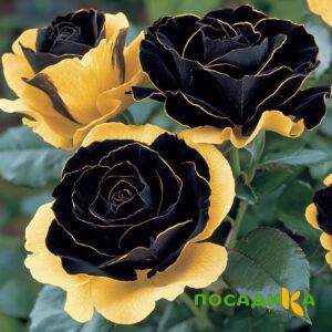 Роза Ханни Сикл купить по цене от 700р. в интернет-магазине «Посадика» с доставкой почтой в в Выксае и по всей России – [изображение №1].