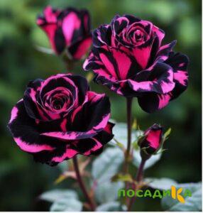Роза Багровый Шепот купить по цене от 366р. в интернет-магазине «Посадика» с доставкой почтой в в Выксае и по всей России – [изображение №1].