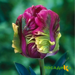 Тюльпан Экзотик Хэвен купить по цене от 186р. в интернет-магазине «Посадика» с доставкой почтой в в Выксае и по всей России – [изображение №1].