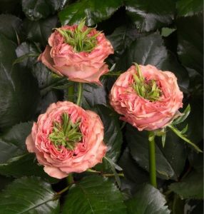 Роза Амбер Инчант купить по цене от 495р. в интернет-магазине «Посадика» с доставкой почтой в в Выксае и по всей России – [изображение №1].